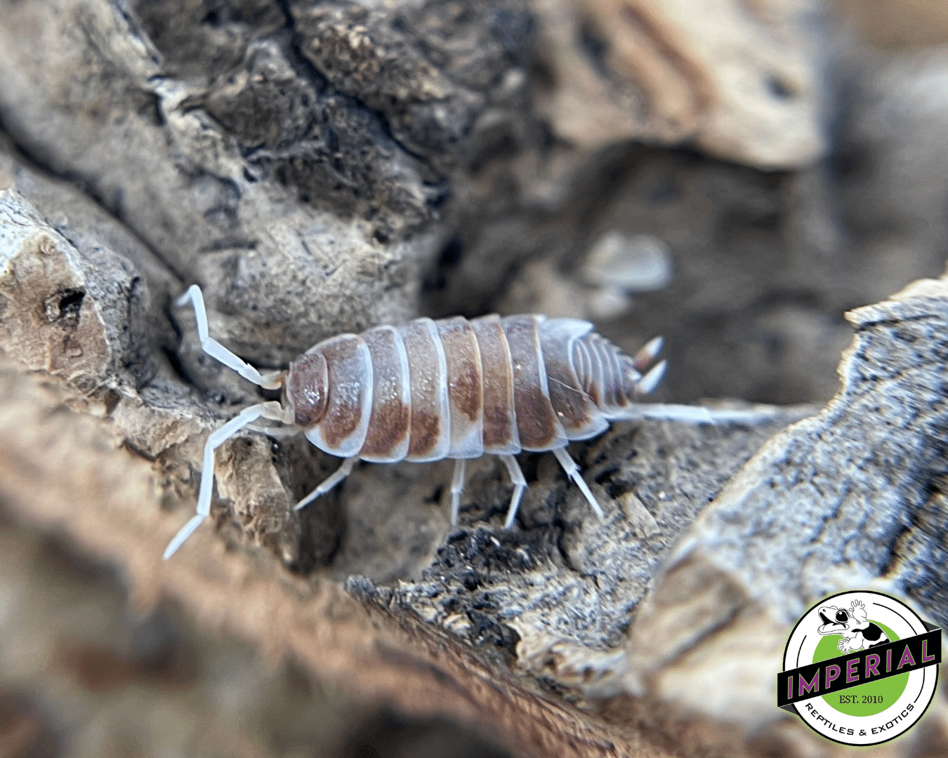 Powder Orange Dream Isopods