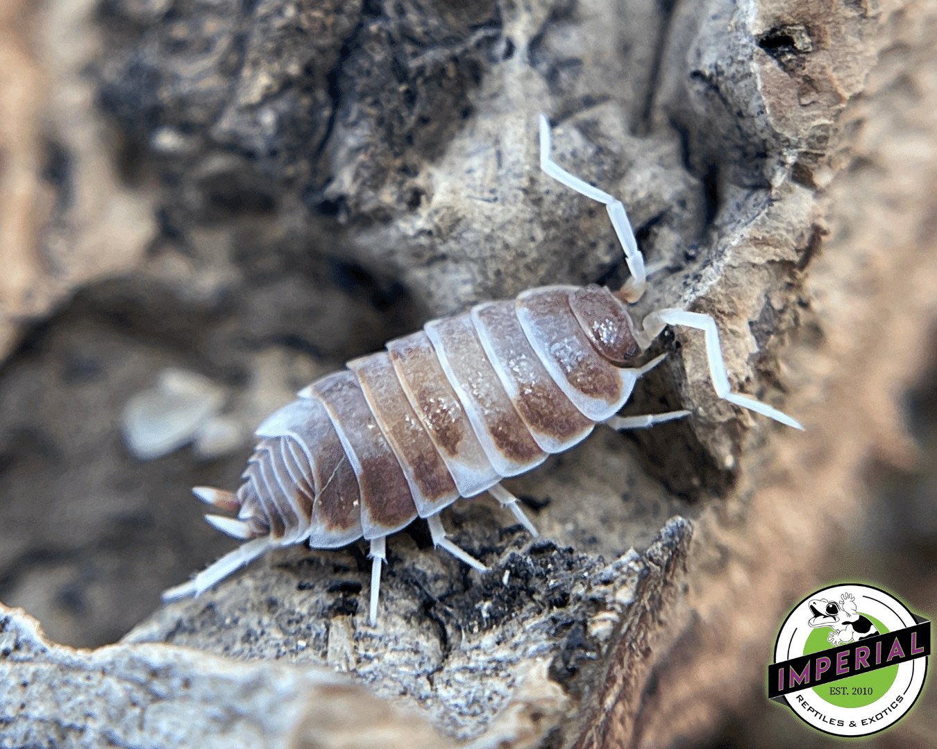 Powder Orange Dream Isopods — image 2