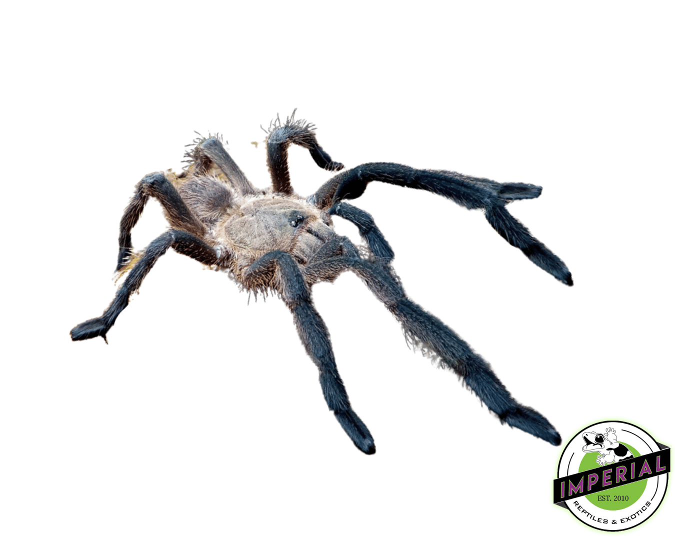 Prachuap Earth-Tiger Tarantula (Chilobrachys sp. 'Prachuap Khiri Khan')