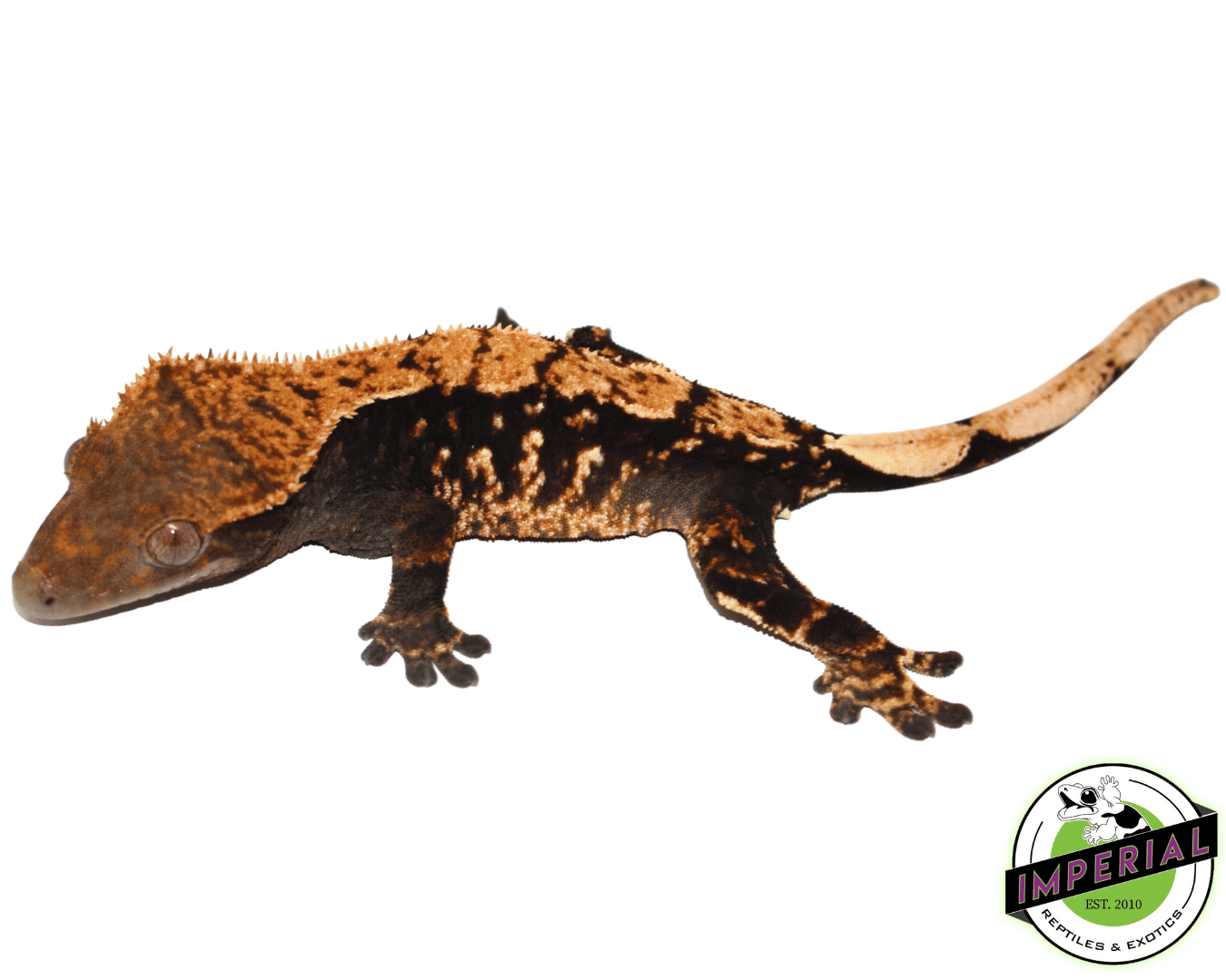 Premium Crested Gecko Adult Female