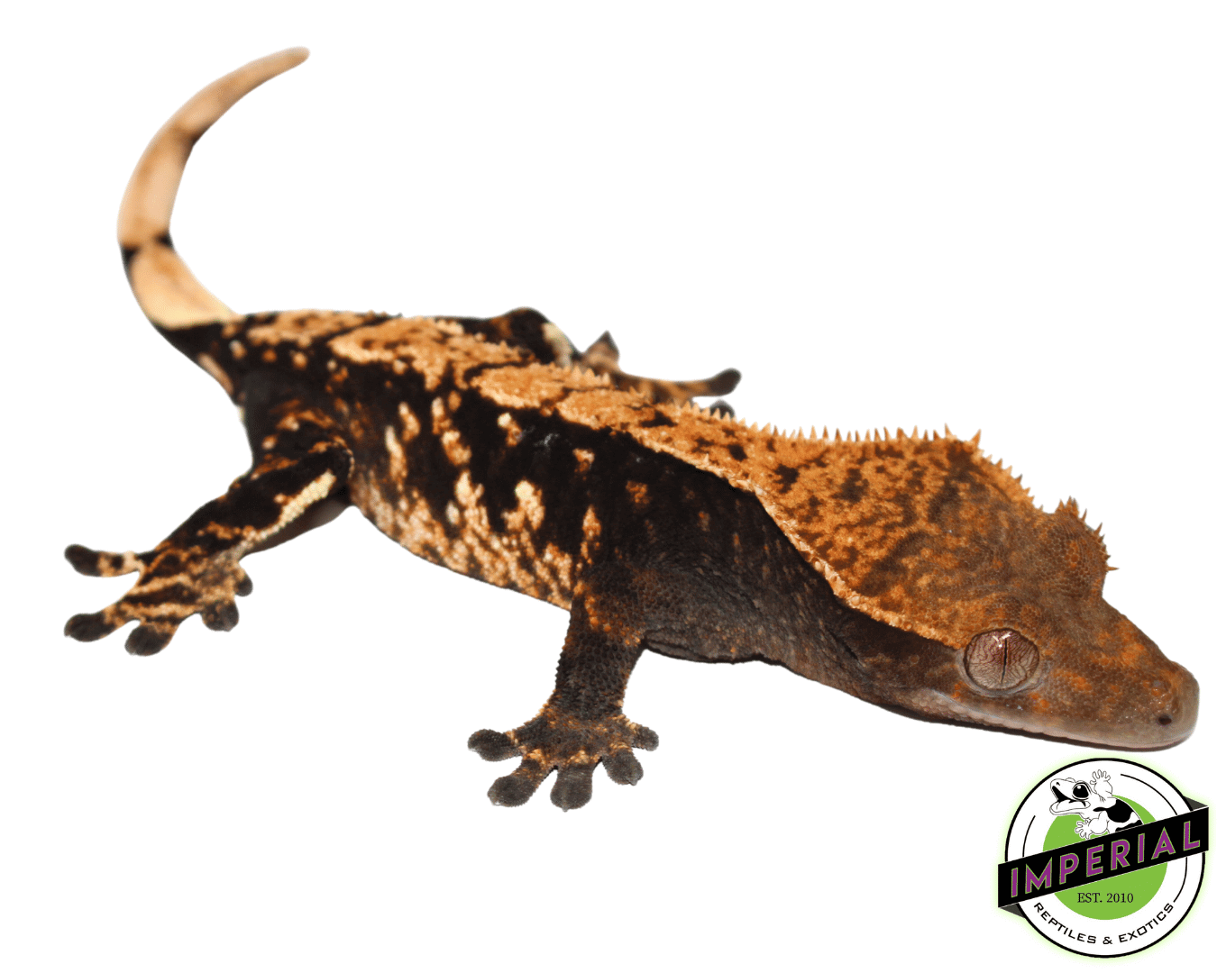 Premium Crested Gecko Adult Female — image 2