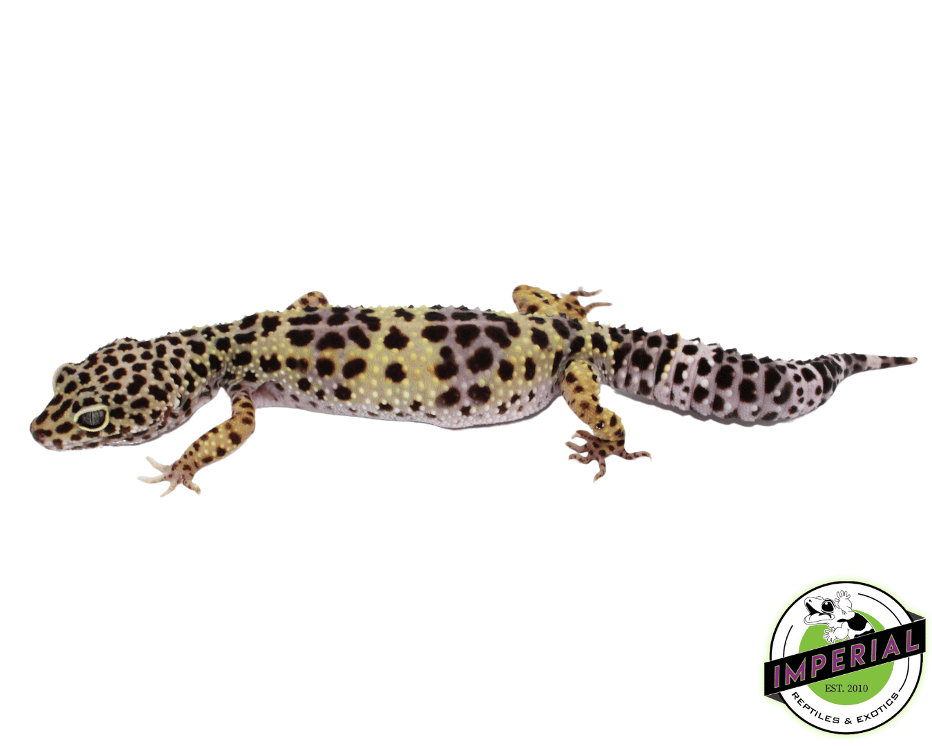 Pure Montanus Leopard Gecko Adult