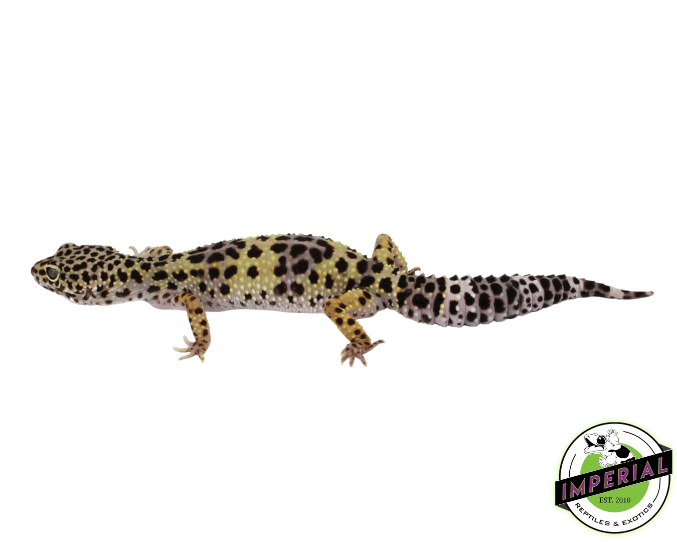 Pure Montanus Leopard Gecko Adult — image 2