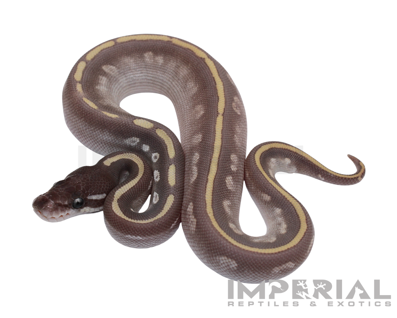 Purple Passion Ball Python — image 2