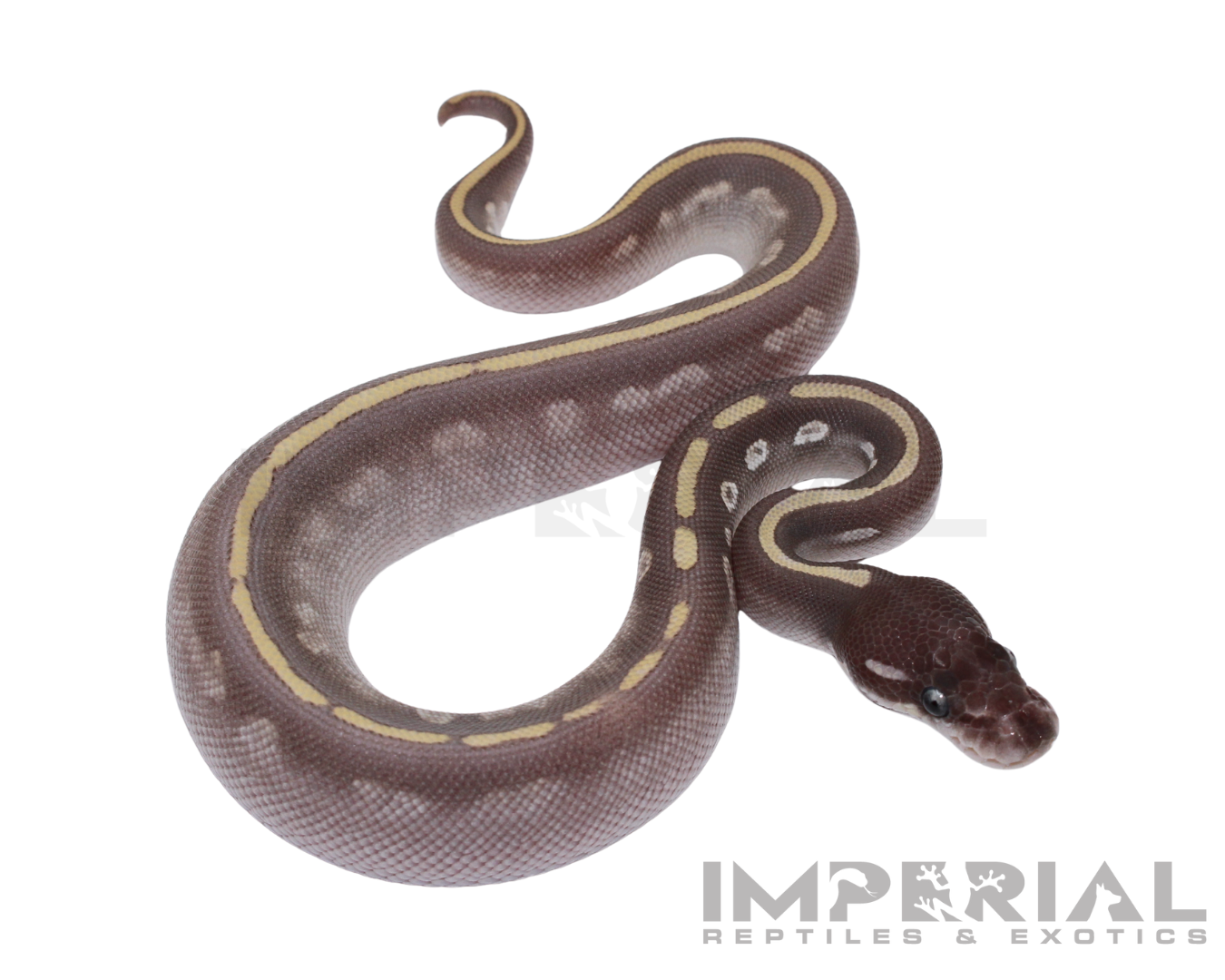Purple Passion Ball Python — image 3