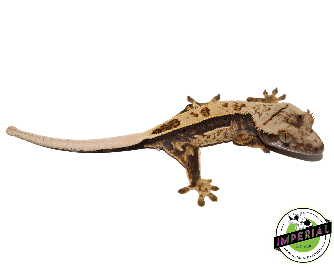 Quadstripe Crested Gecko (#4523-03)
