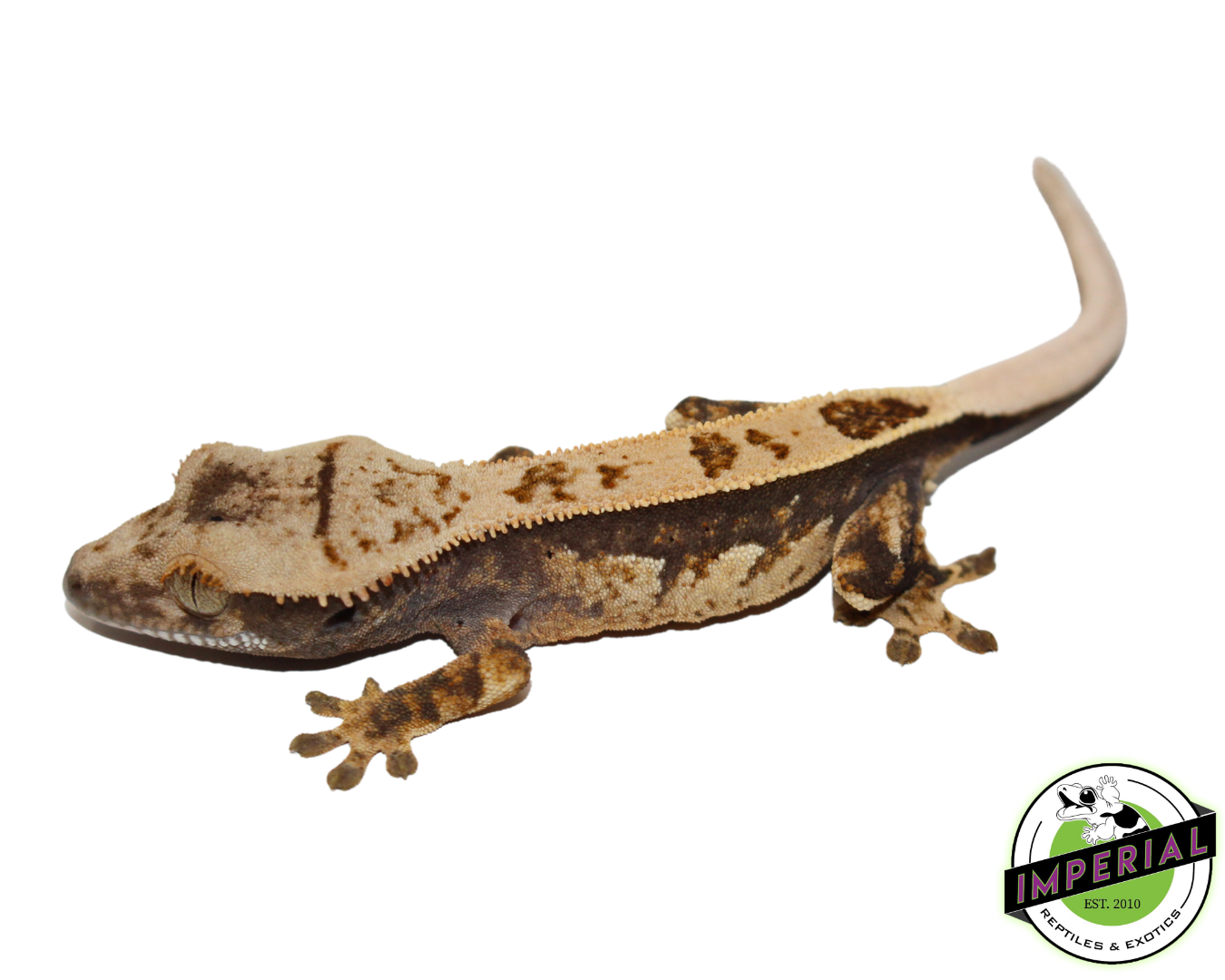 Quadstripe Crested Gecko (#4523-03) — image 2