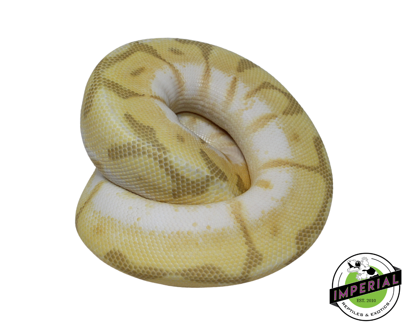 Queen Bee Enchi Ghost Ball Python Female (#112624-02) — image 2