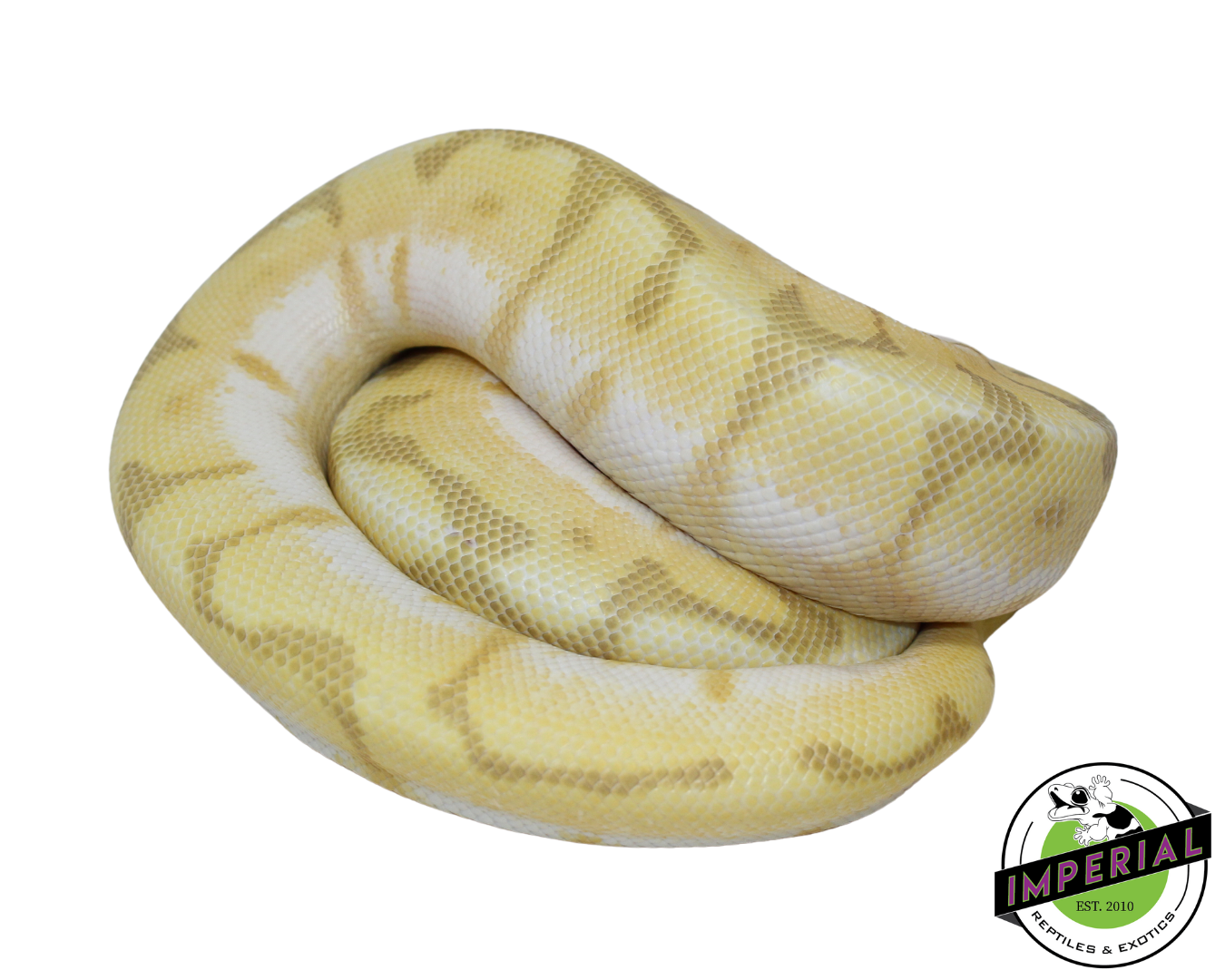 Queen Bee Enchi Ghost Ball Python Female (#112624-02)