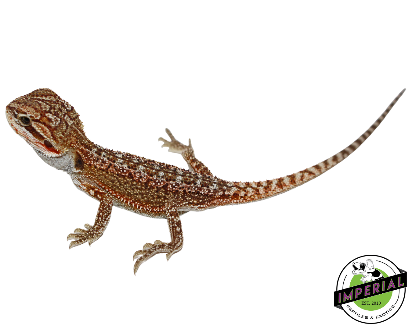 "Radioactive Rust" Orange Hypo Bearded Dragon Baby (#7824-04) — image 2