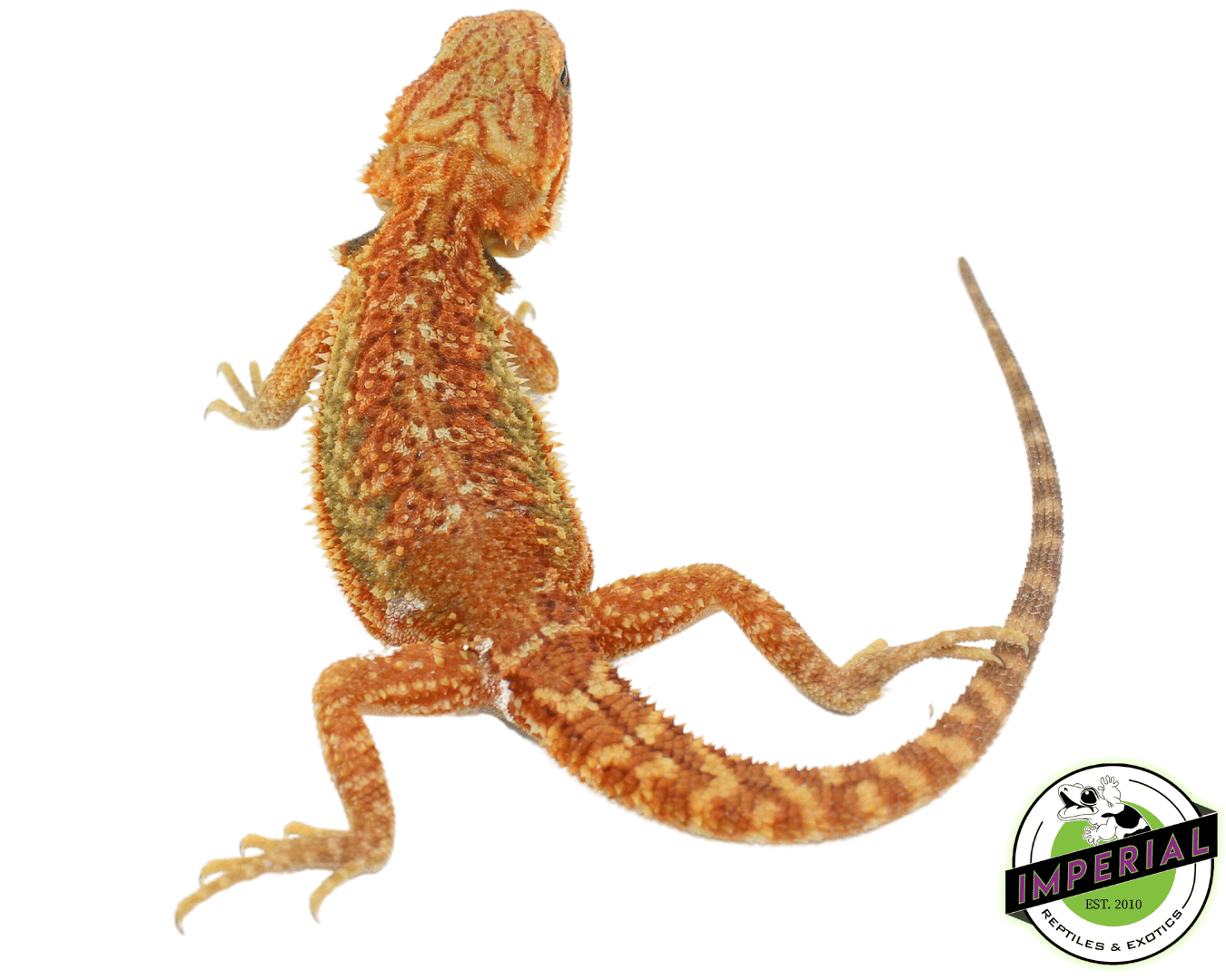 "Rainbow" Hypo Bearded Dragon Baby — image 2