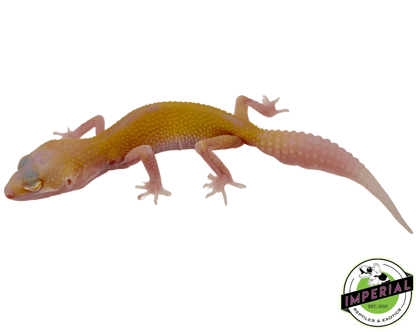 RAPTOR Leopard Gecko Baby — image 3