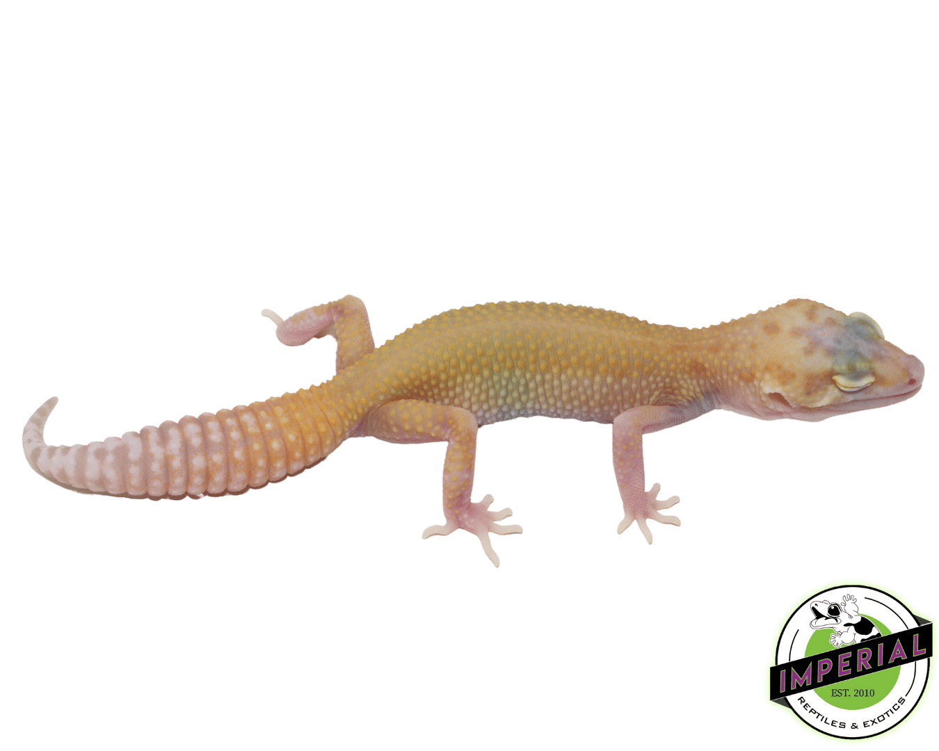RAPTOR Leopard Gecko Baby — image 2