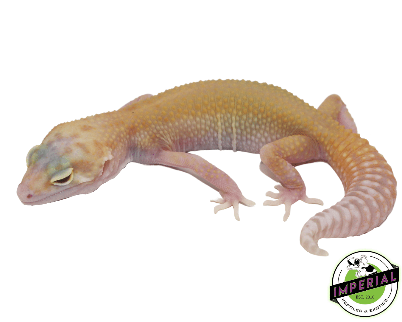 RAPTOR Leopard Gecko Baby