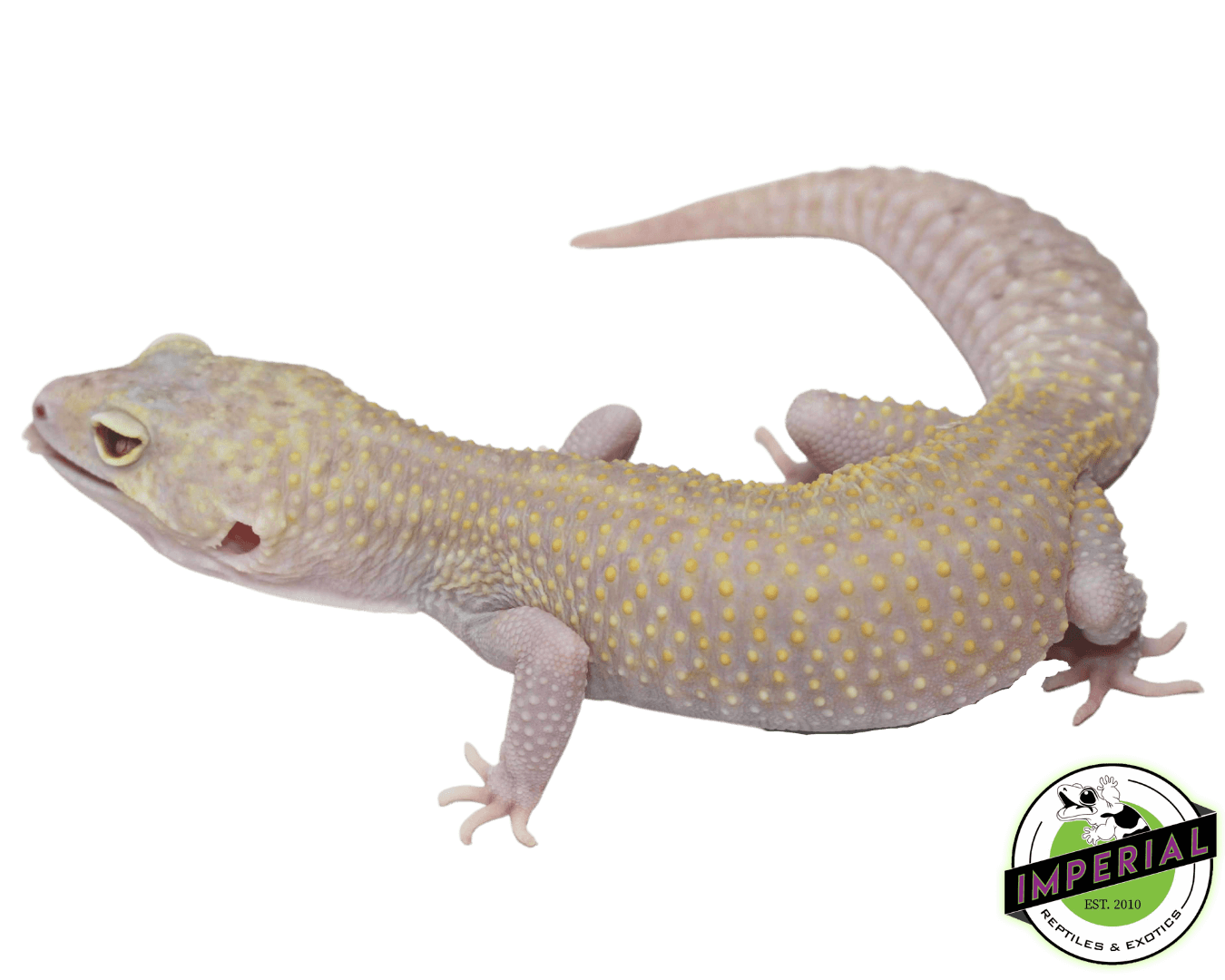Raptor (Snake Eye) Leopard Gecko Adult — image 3