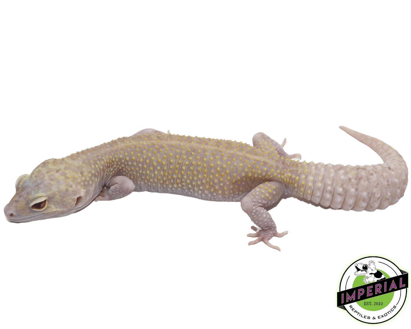Raptor (Snake Eye) Leopard Gecko Adult — image 2