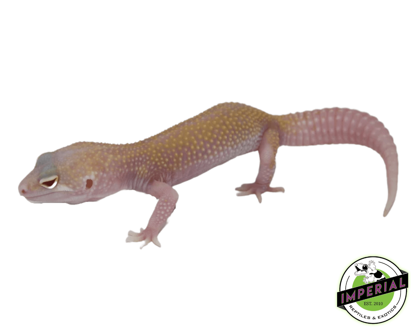 Raptor (SOLID RED EYES) Leopard Gecko Adult
