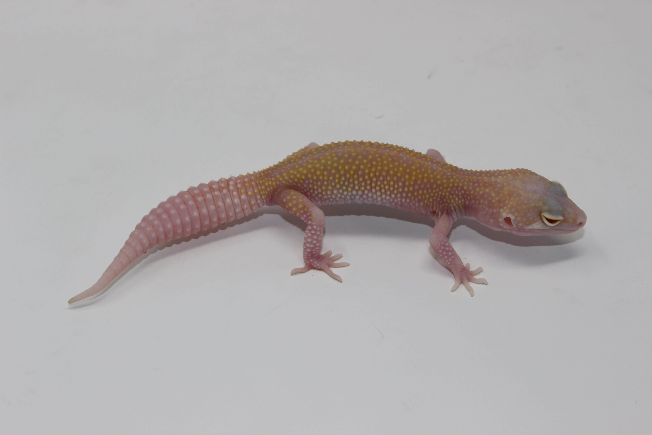 Raptor (SOLID RED EYES) Leopard Gecko Adult — image 2