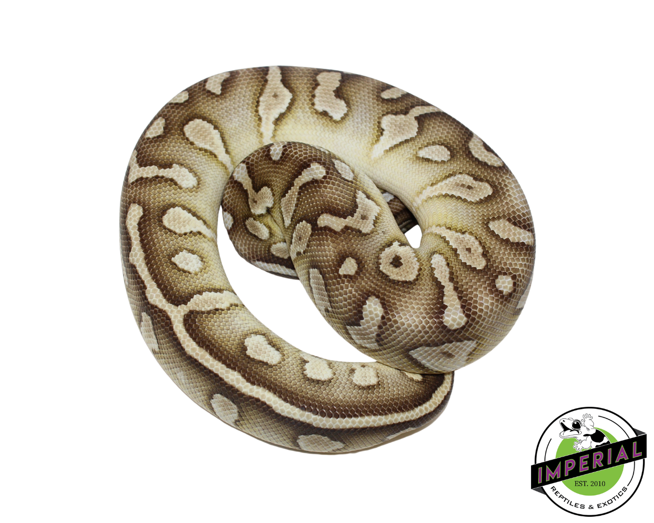 Raven Pastel Butter Ball Python Female (#112624-10)