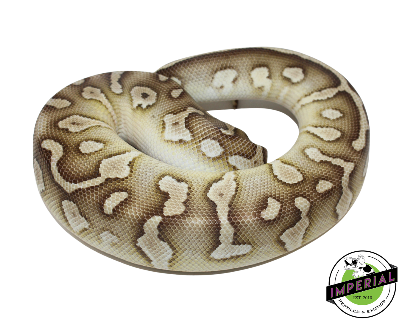 Raven Pastel Butter Ball Python Female (#112624-10) — image 2