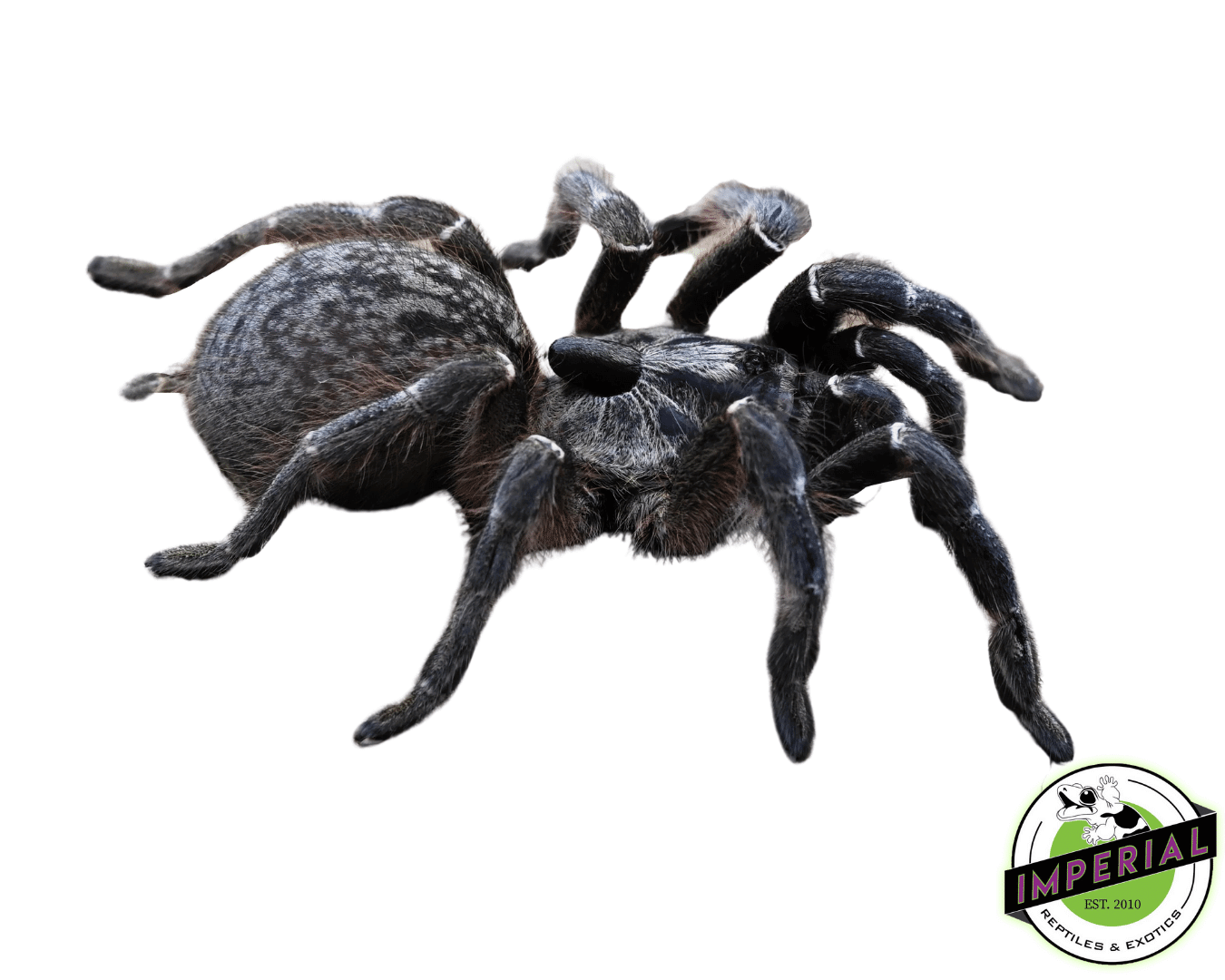 Rear-Horned Baboon Tarantula Pair