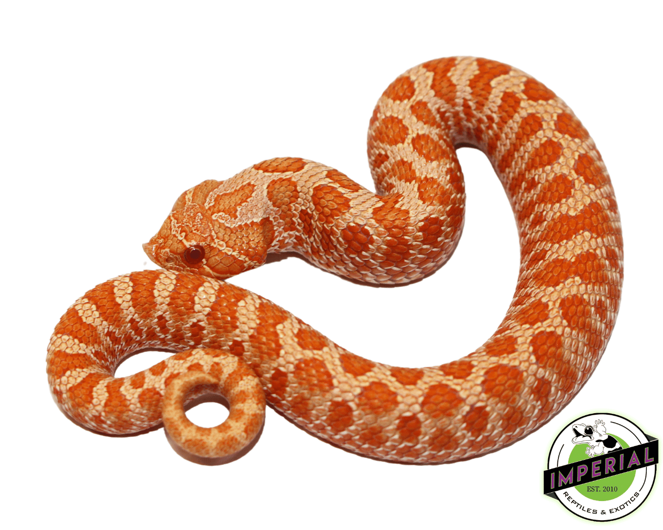 Red Albino Western Hognose Baby — image 2