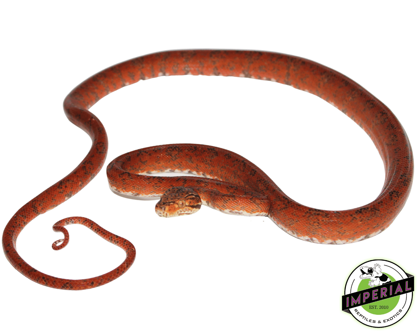 Red Amazon Tree Boa — image 2