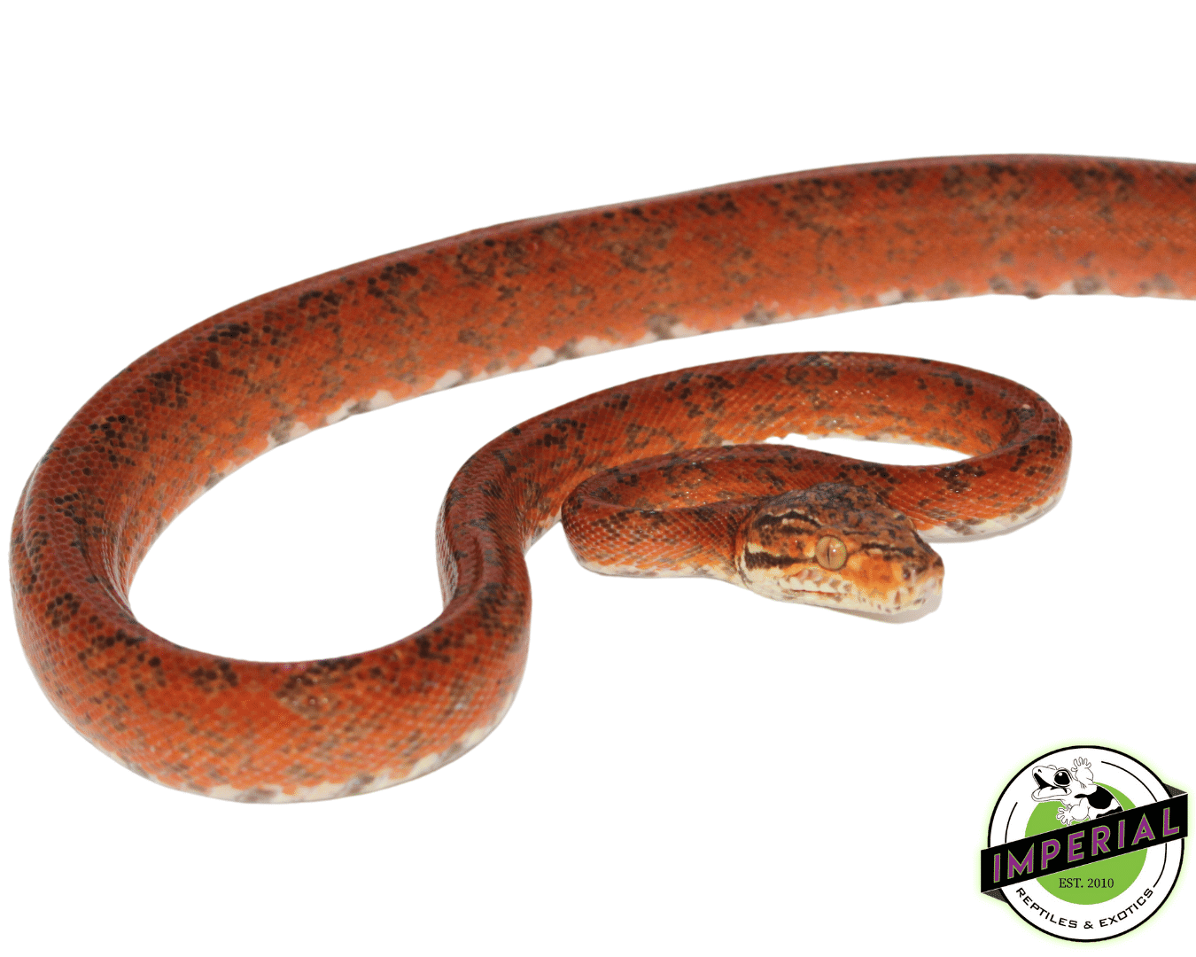 Red Amazon Tree Boa