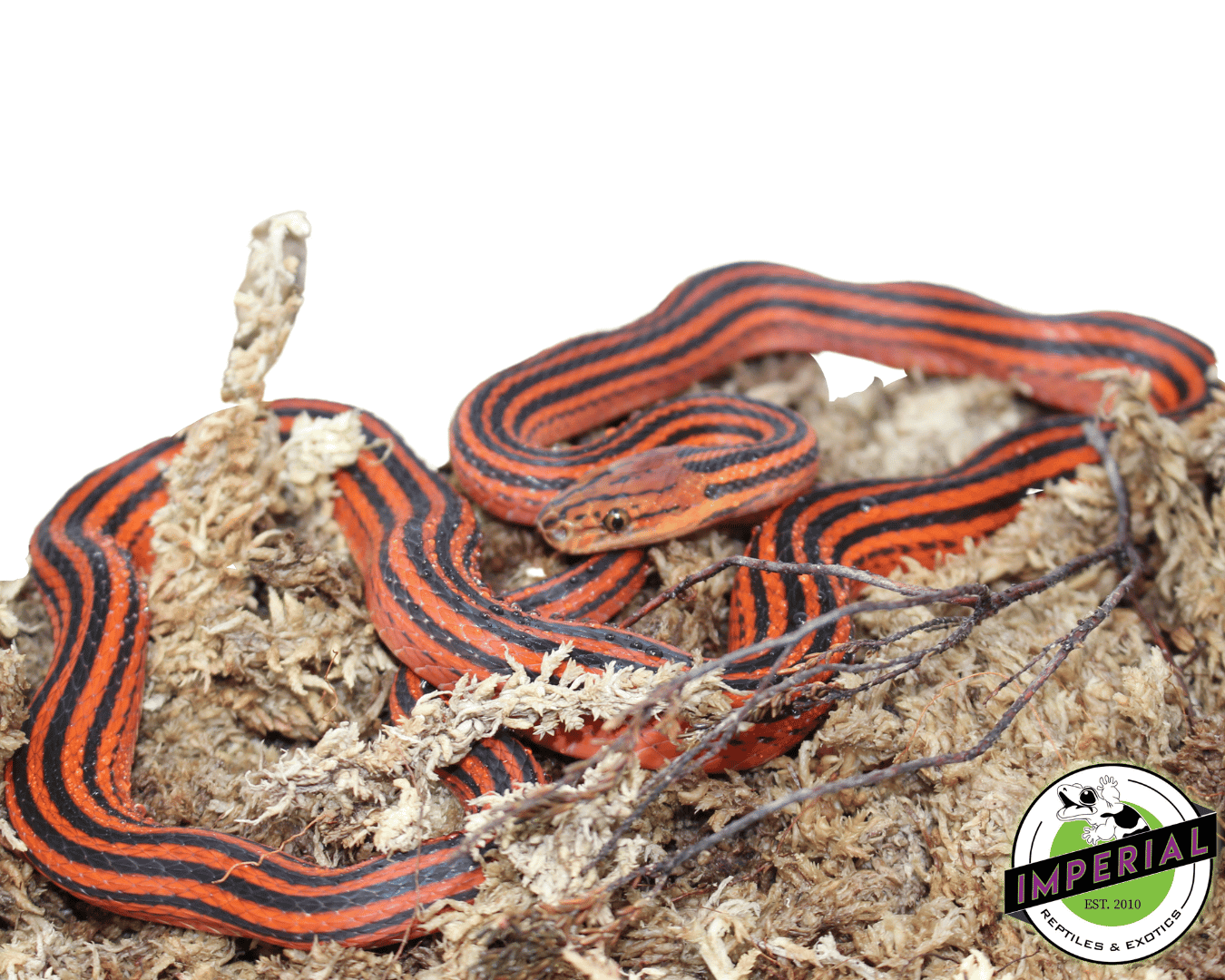 Red and Black Striped Snake — image 2