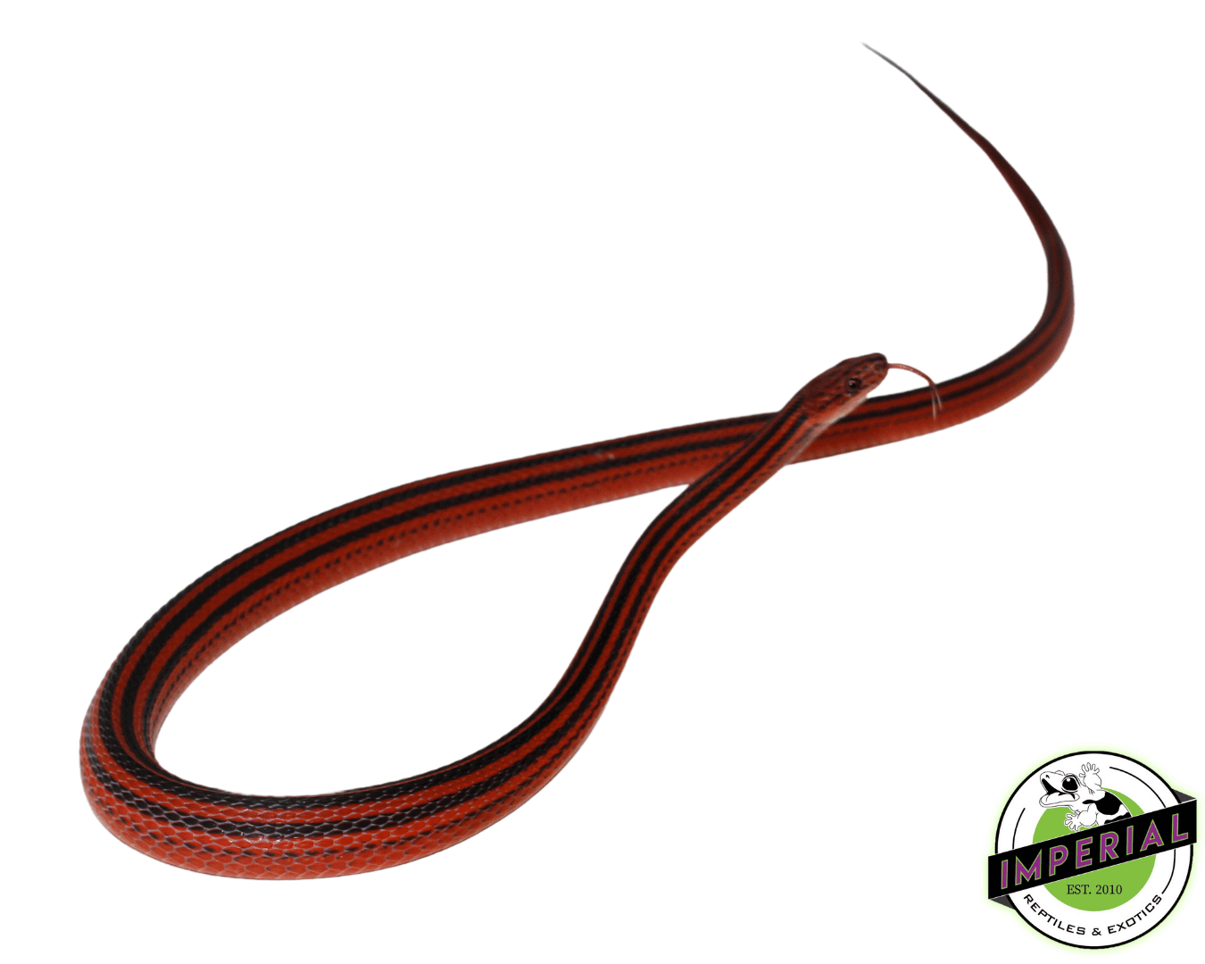 Red and Black Striped Snake