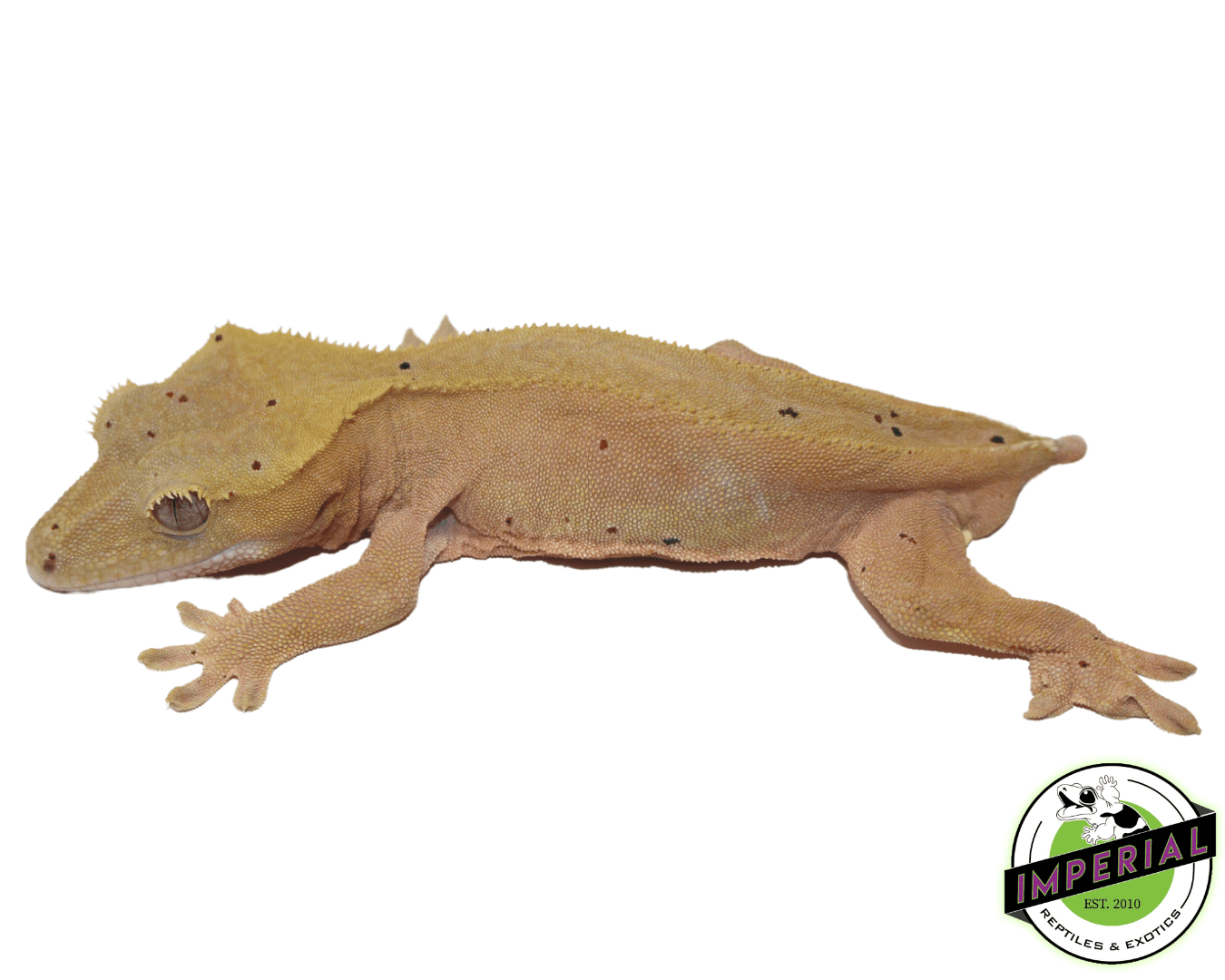 Red Crested Gecko Young Adult Male — image 2