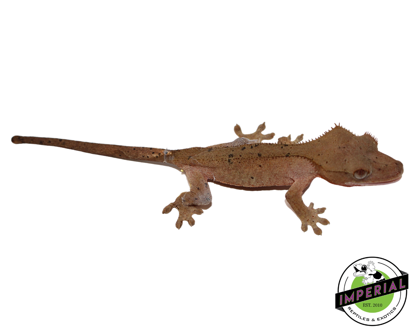 Red Dalmatian Crested Gecko (#112524-11)