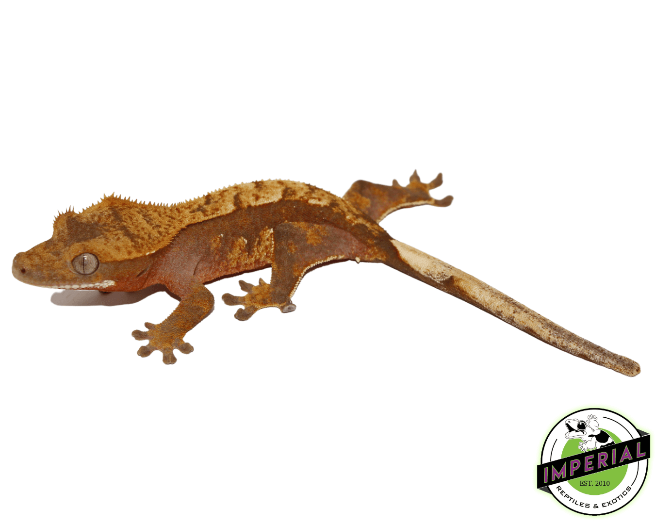 Red Harlequin Crested Gecko Juvenile Female — image 2