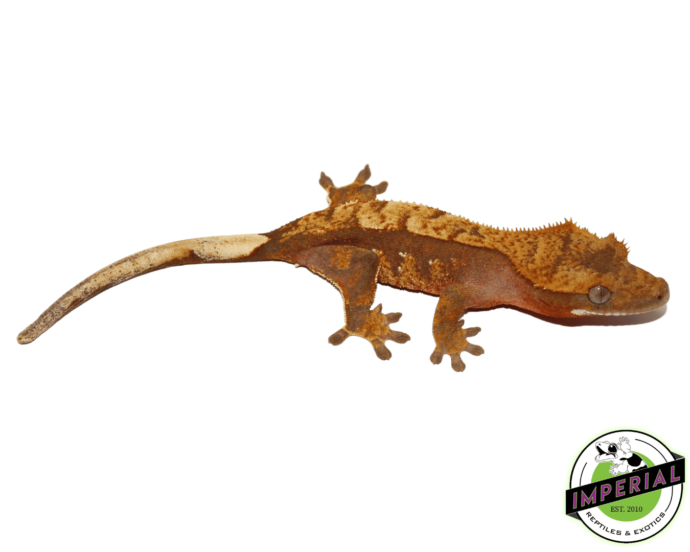 Red Harlequin Crested Gecko Juvenile Female