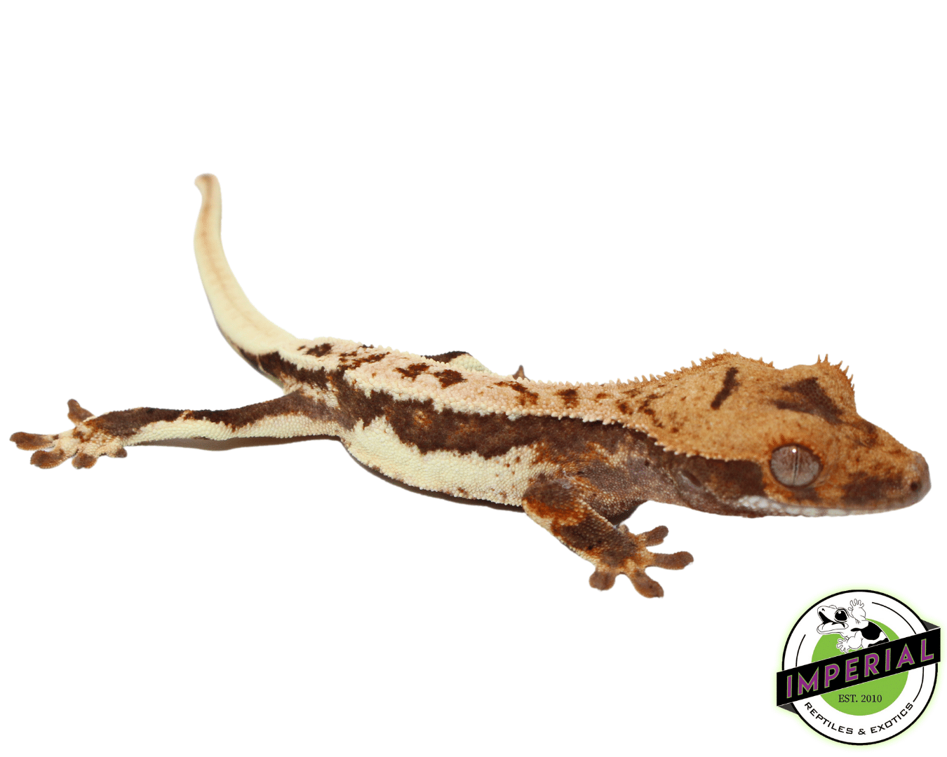 "Red Harlequin" Lilly White Crested Gecko (#101223-I26) — image 2