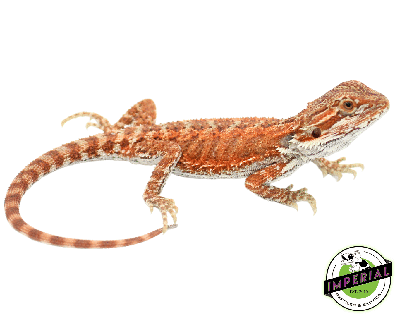 Red Hypo Bearded Dragon Baby