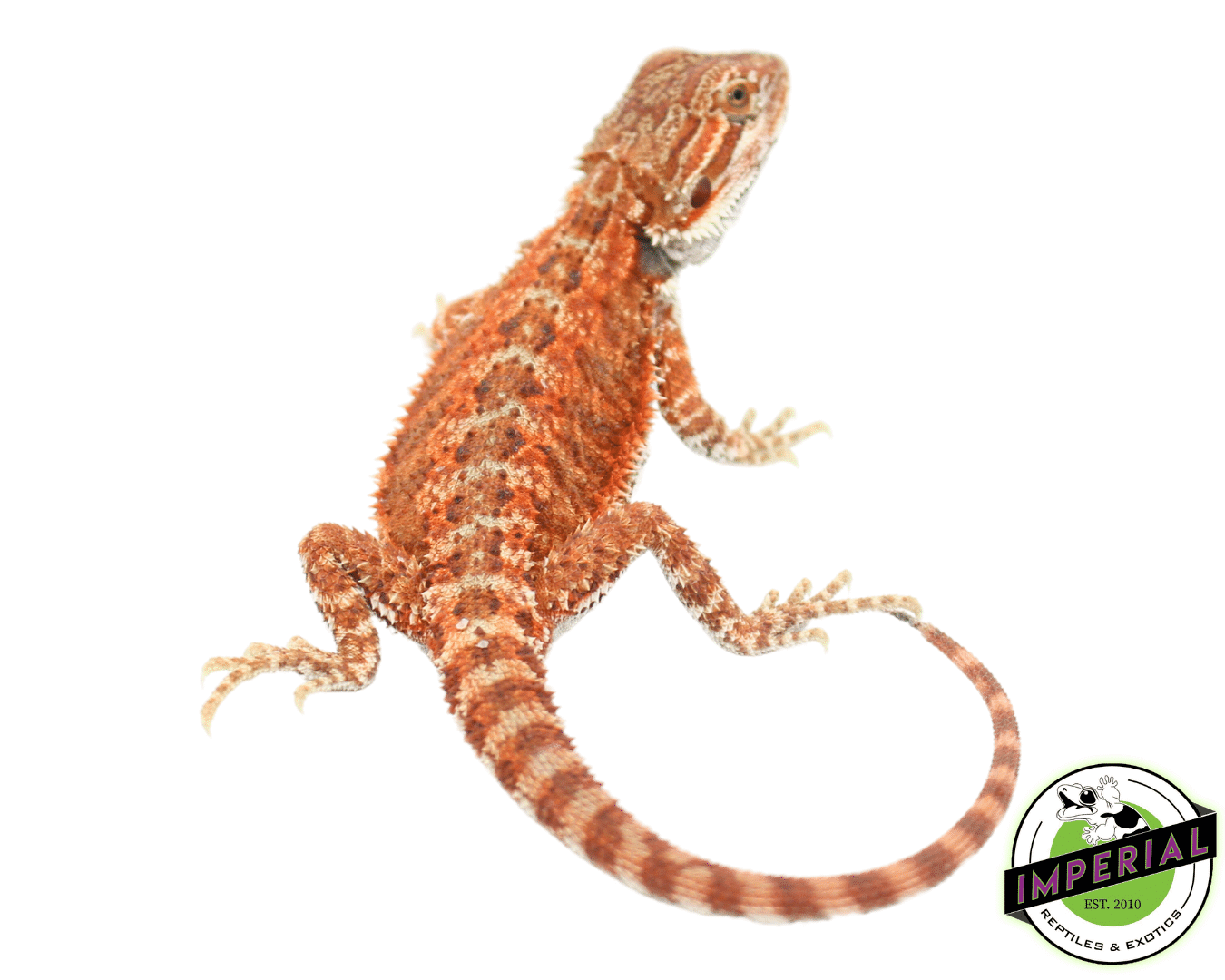 Red Hypo Bearded Dragon Baby — image 2