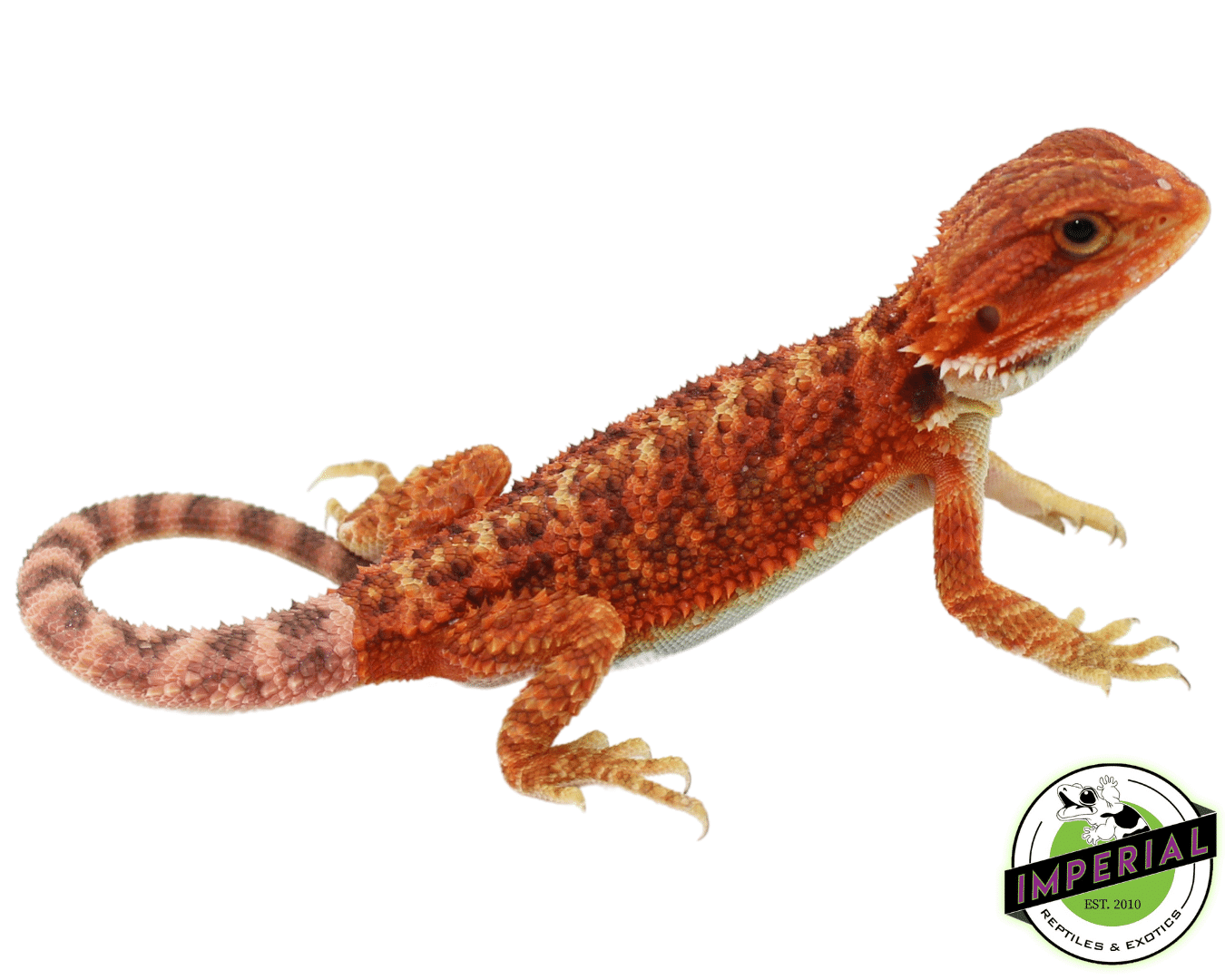 Red Hypo Translucent Bearded Dragon Baby Female (82423-02) *Nip Tail
