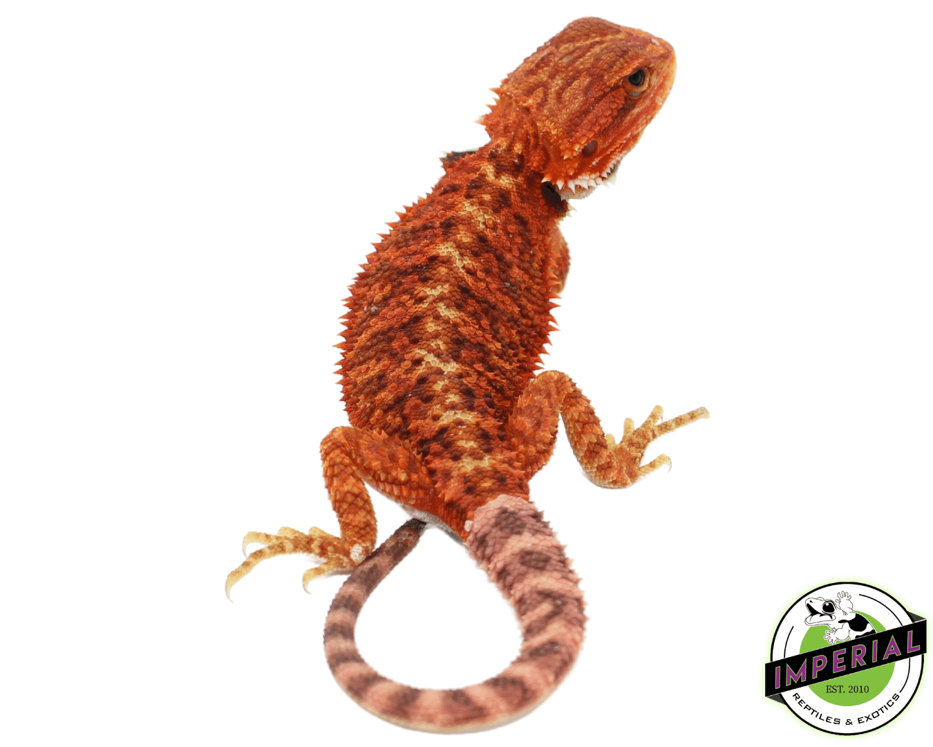Red Hypo Translucent Bearded Dragon Baby Female (82423-02) *Nip Tail — image 2