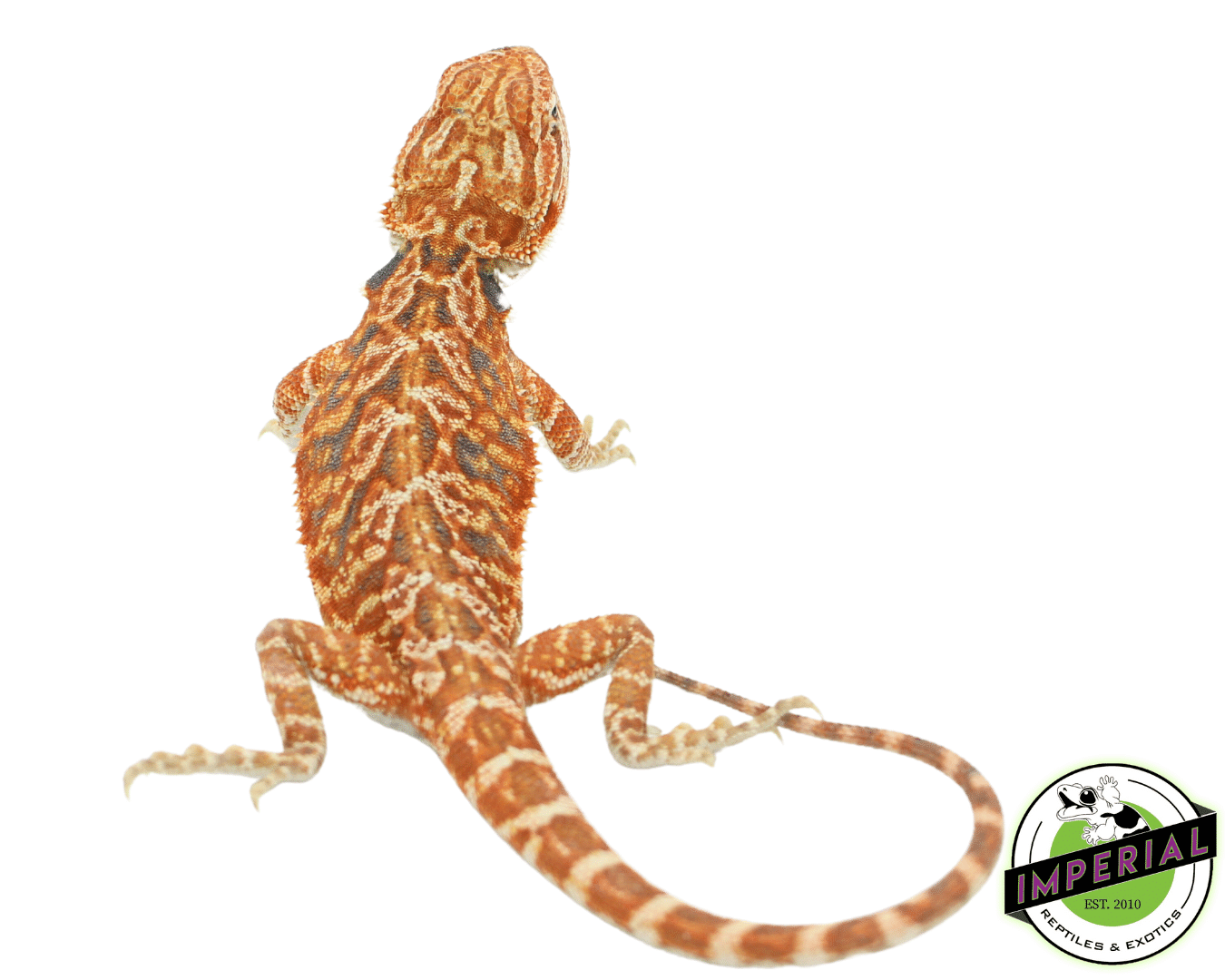 Red Leather Tiger Bearded Dragon Baby Female (#82423-07) — image 2