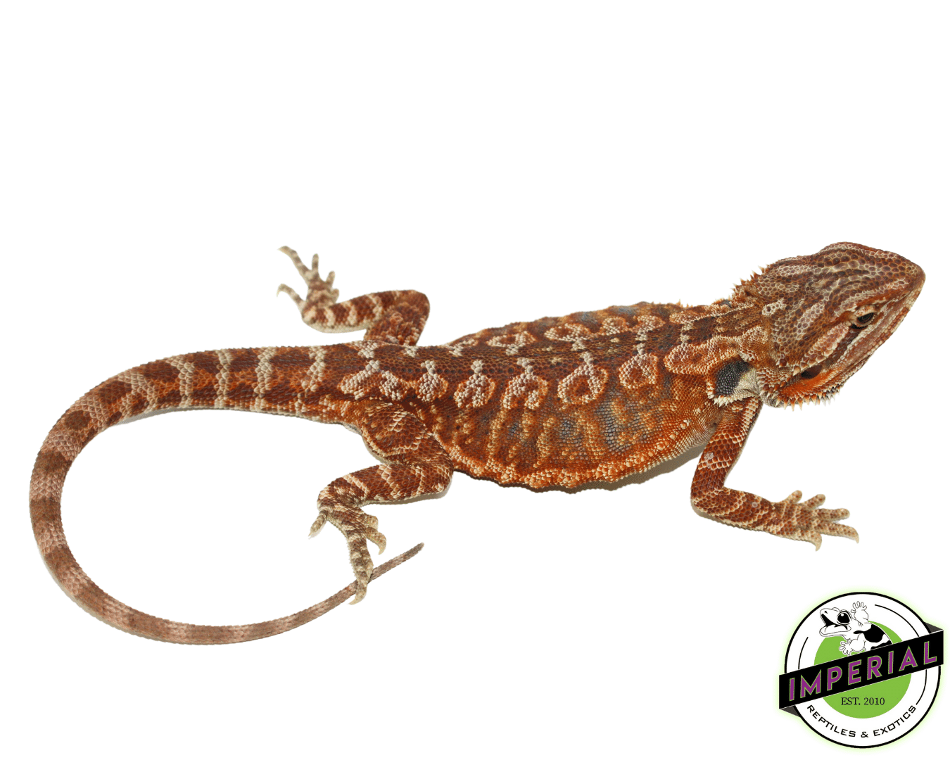 Red Leatherback Bearded Dragon