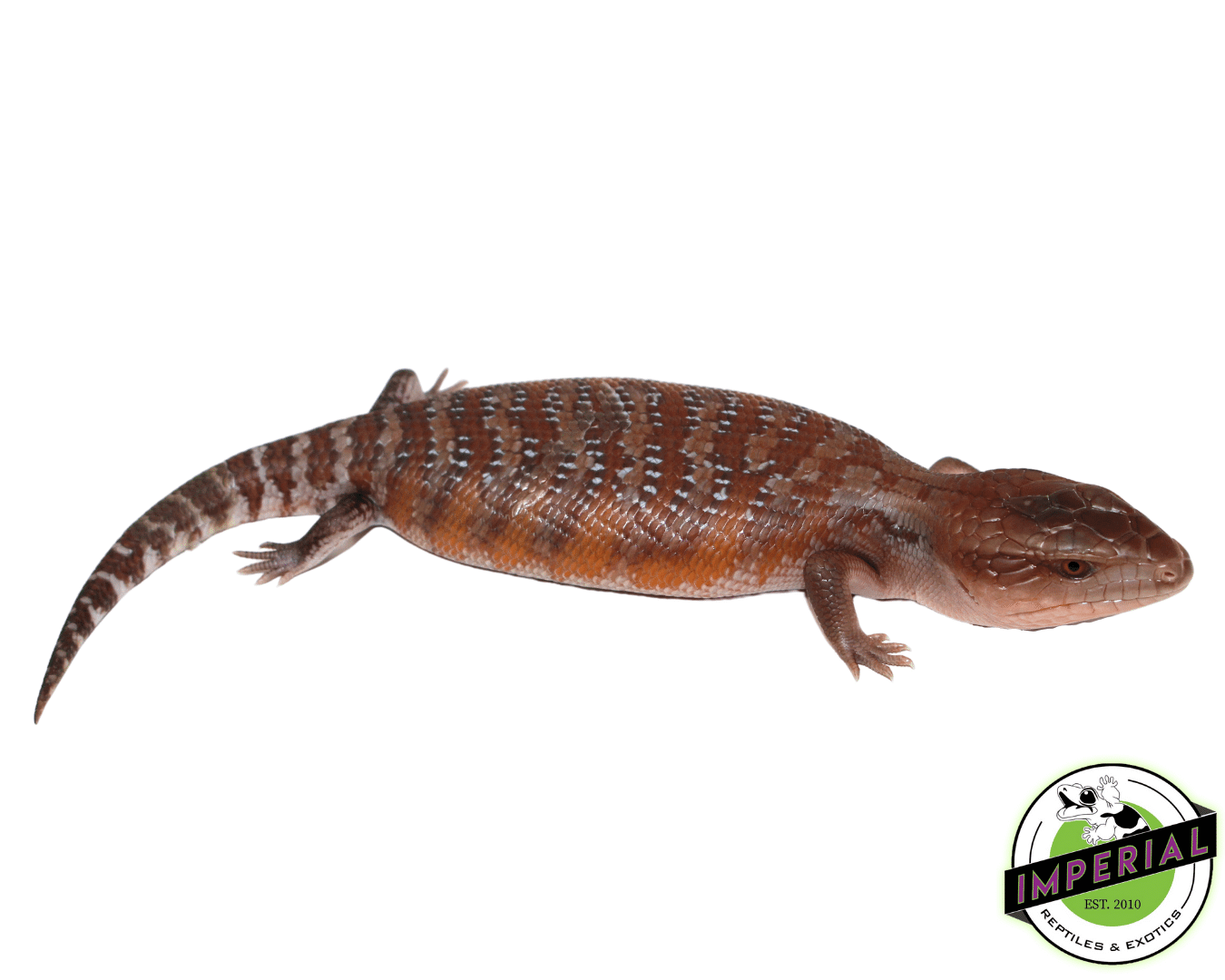 Red Line Northern Blue Tongue Skink Baby — image 2