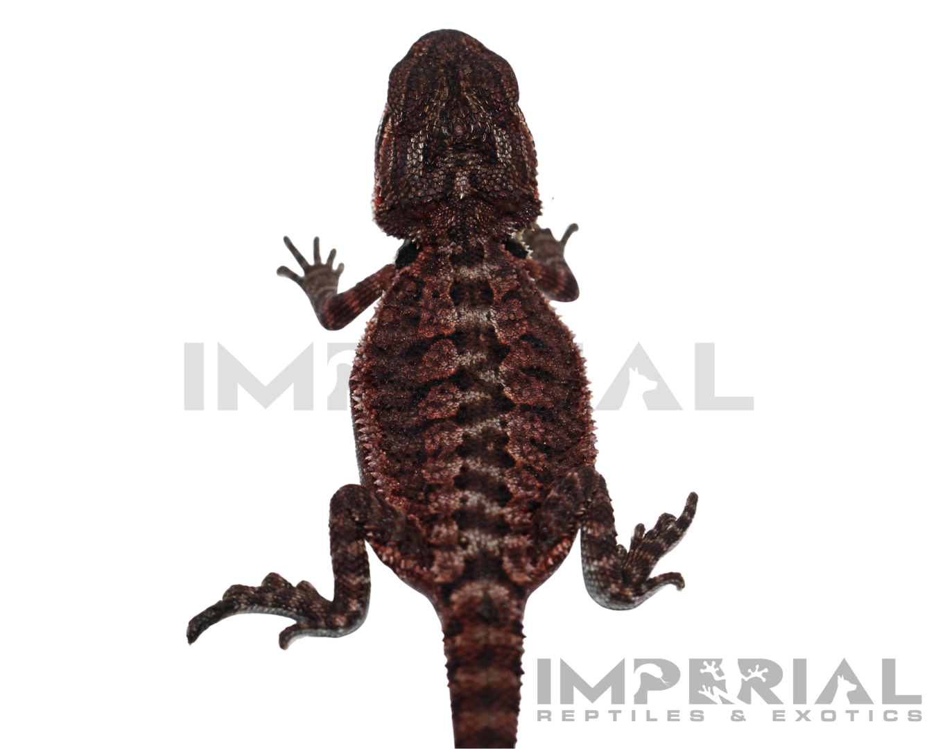 Red Monster Bearded Dragon Baby — image 3