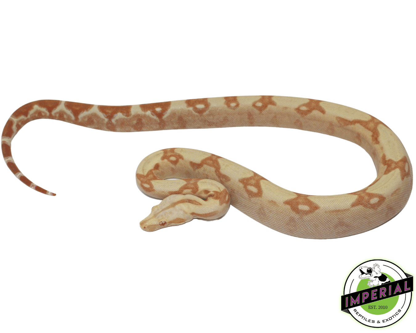 Red Pastel Sharp Sunglow Colombian Boa — image 2