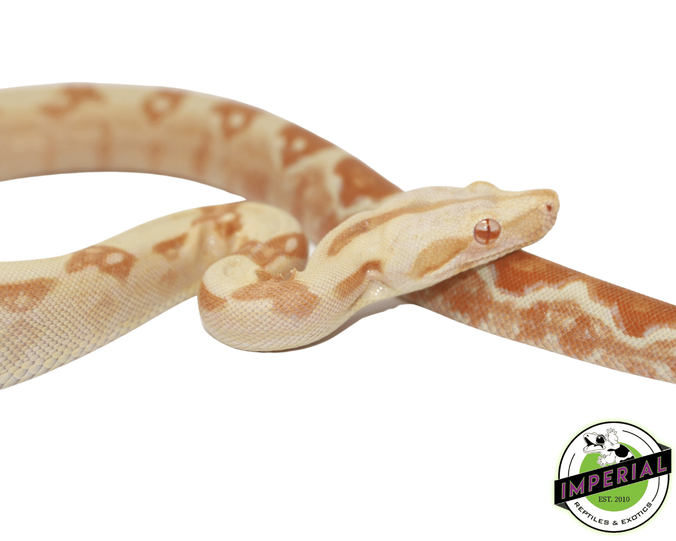 Red Pastel Sharp Sunglow Colombian Boa