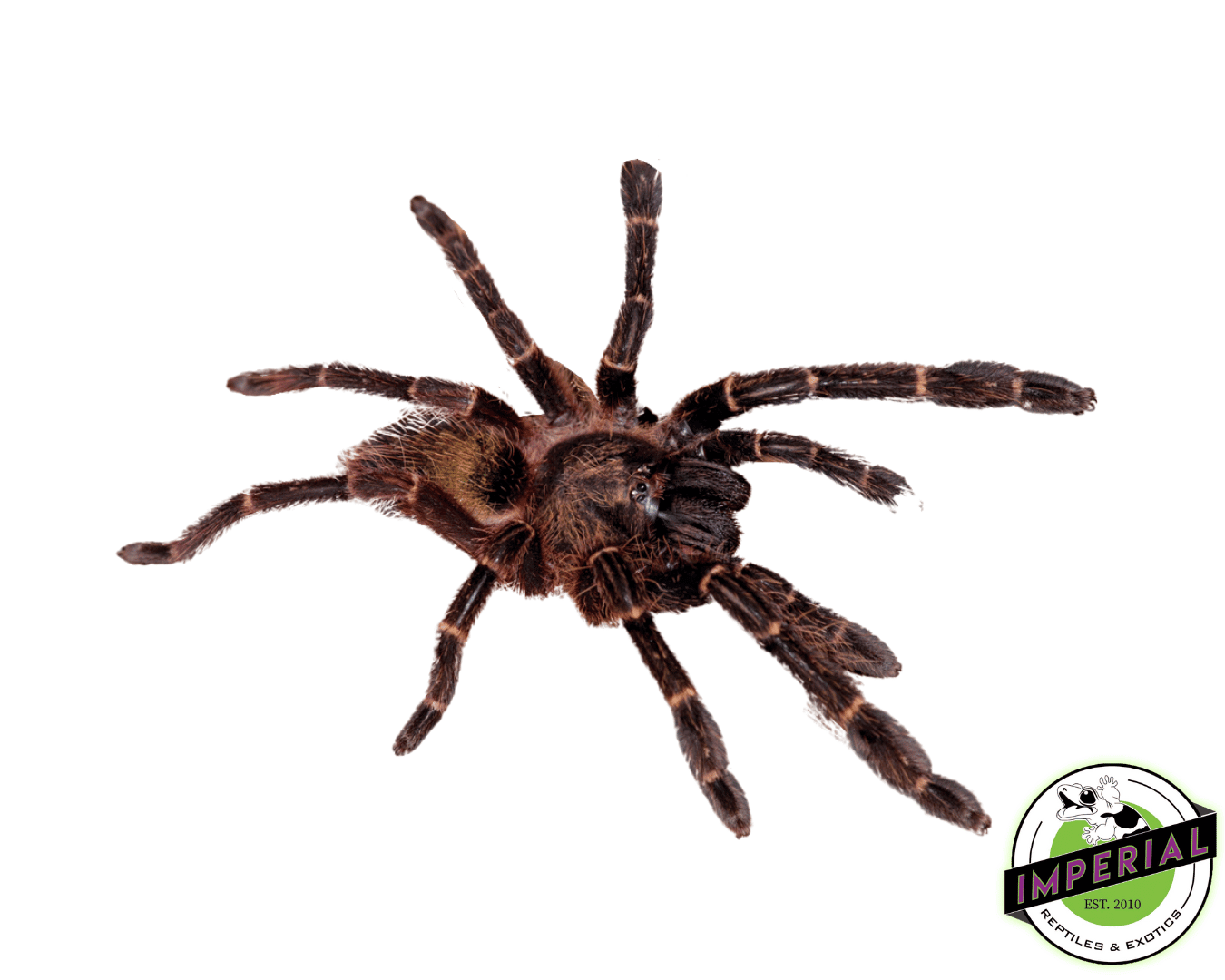 Red Skeleton Tarantula (Ephebopus rufcscens)