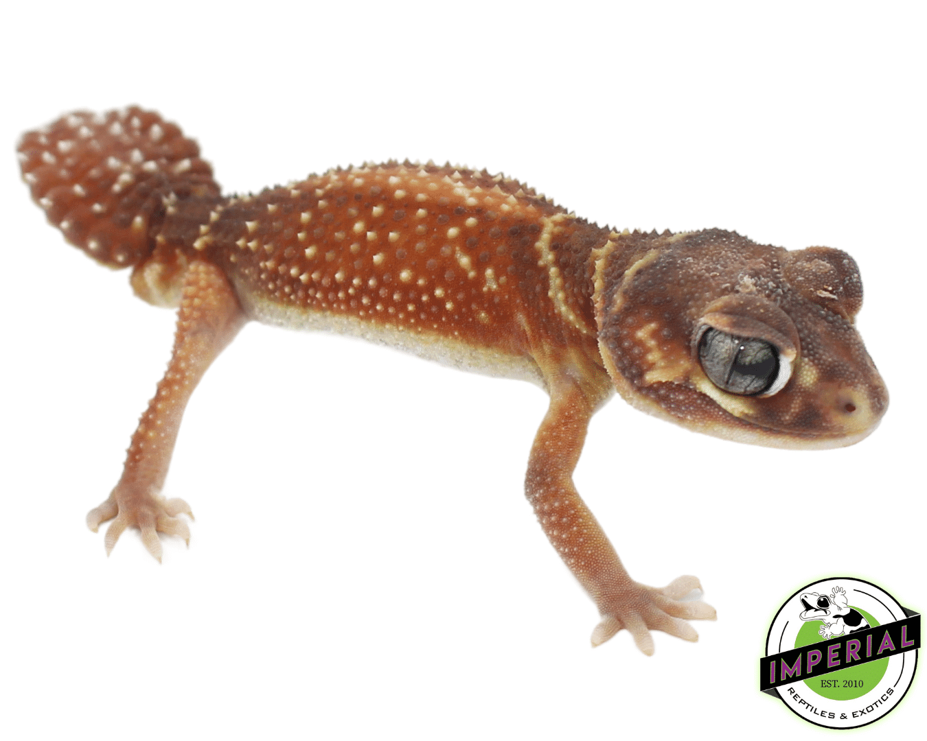 Red Smooth Knob Tail Gecko Adult