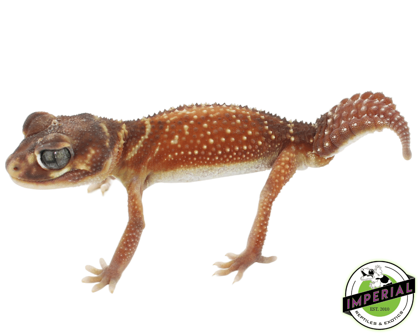 Red Smooth Knob Tail Gecko Adult — image 2