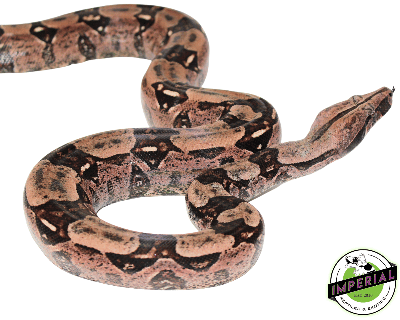 Red Tail Boa (Bcc) — image 2