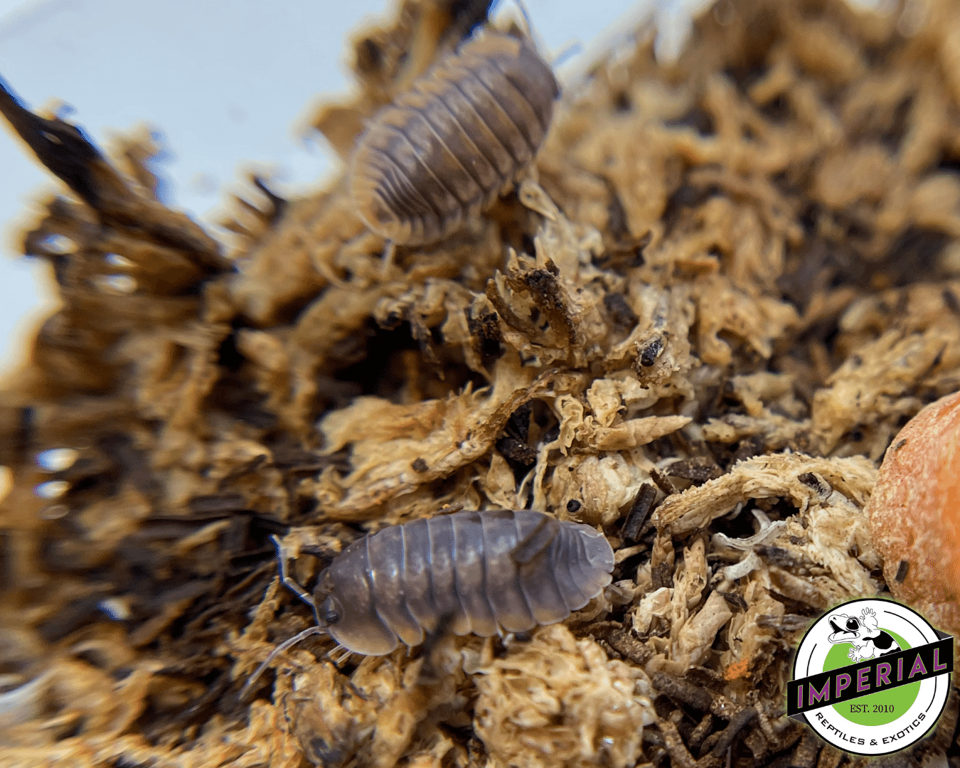 Red Tiger Isopods